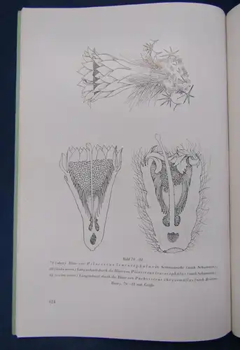 Cactaceae Jahrbücher der Deutschen Kakteengesellschaft E. V. 1939 2 Hefte js