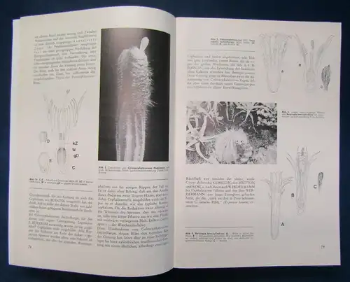Kakteen und andere Sukkulenten Hefte 1-11(1975) 1-6 (1976) Botanik  js