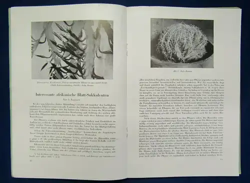 Beiträge zur Sukkulentenkunde und Pflege Lieferung 1-3 1939 Pflanzenkunde js