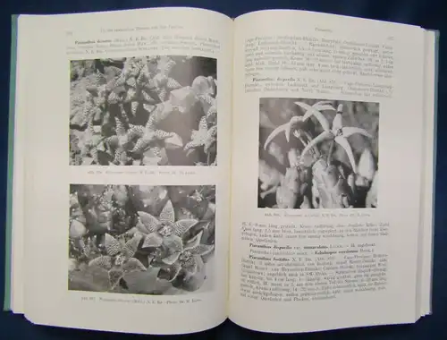 Handbuch der sukkulenten Pflanzen3 Bände 1954 Pflanzenkunde Botanik js