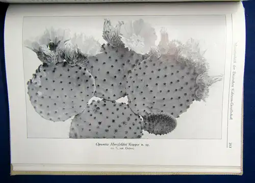 Werdermann Monatsschrift der deutschen Kakteen-Gesellschaft 2. Band 1930 sf