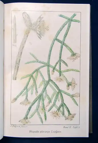 Vaupel Zeitschrift für Sukkulentenkunde 2. Bd 1925/26 Pflanzen Natur Botanik sf