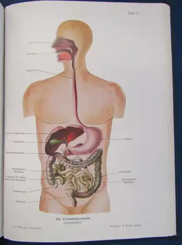 Müller Der Weg zur Gesundheit 1.Bd 1930 selten Vetreterexemplar Beilage js