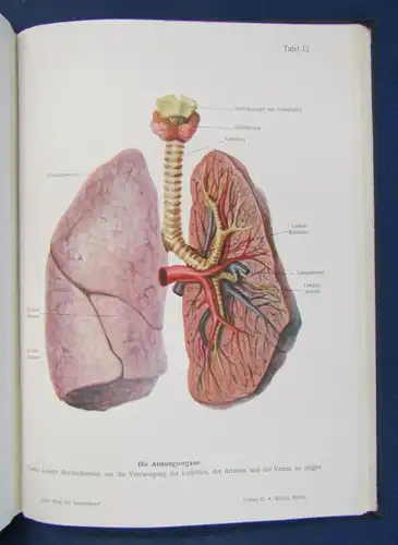 Müller Der Weg zur Gesundheit 1.Bd 1930 selten Vetreterexemplar Beilage js