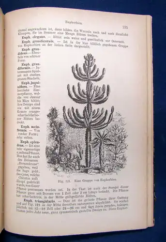 Daul Illustiertes Handbuch der Kakteenkunde 1890 Botanik Natur Pflanzen sf
