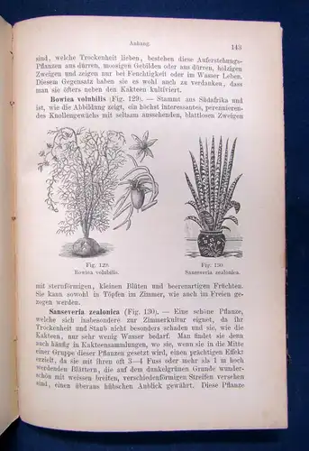 Daul Illustiertes Handbuch der Kakteenkunde 1890 Botanik Natur Pflanzen sf