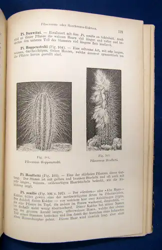 Daul Illustiertes Handbuch der Kakteenkunde 1890 Botanik Natur Pflanzen sf