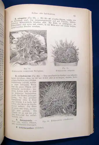 Daul Illustiertes Handbuch der Kakteenkunde 1890 Botanik Natur Pflanzen sf