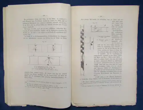 Gerassimoff Ueber die Lage und die Function Des Zellkerns 1900 unaufgesch. js