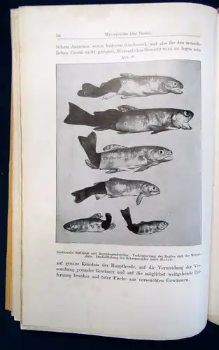 Koegel die wichtigsten durch Protozoen verursachten Nutztierkrankheiten 1926 js