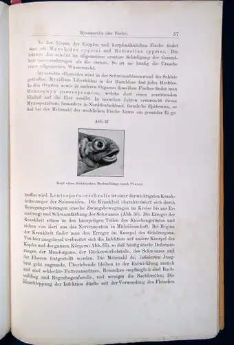 Koegel die wichtigsten durch Protozoen verursachten Nutztierkrankheiten 1926 js