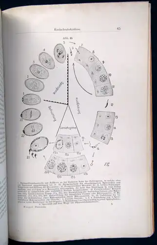 Koegel die wichtigsten durch Protozoen verursachten Nutztierkrankheiten 1926 js