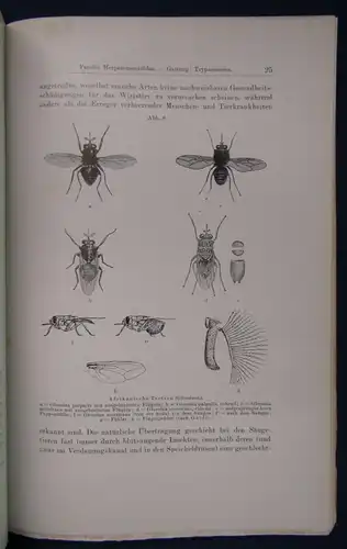 Koegel die wichtigsten durch Protozoen verursachten Nutztierkrankheiten 1926 js