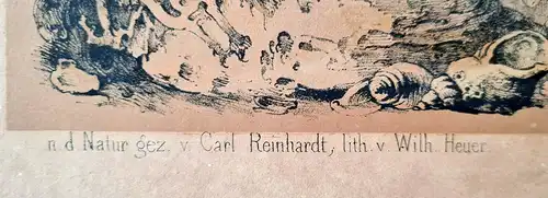 Wilh. Heuer Kol. Lithographie mit gelblichem Tondruck "Helgoland" um 1860 sf