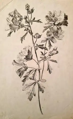 Blaschek, Franz Kohlezeichnung Sammlung 19 Blätter botanischen Zeichnungen sf