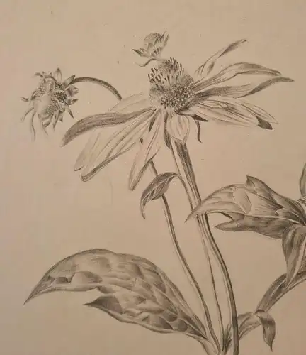 Blaschek, Franz Kohlezeichnung Sammlung 19 Blätter botanischen Zeichnungen sf