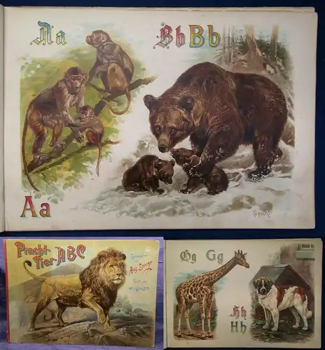 Specht Pracht- Tier ABC 1890 seltene Prachtausgabe in Querfolio Wissen Kinder js