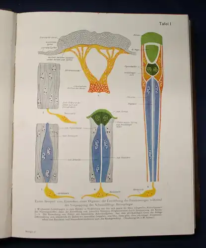 Bertalanffy Handbuch der Biologie Das Tier 1950 Band 5 & 6 Zoologie js