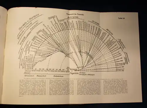 Bertalanffy Handbuch der Biologie Das Tier 1950 Band 5 & 6 Zoologie js