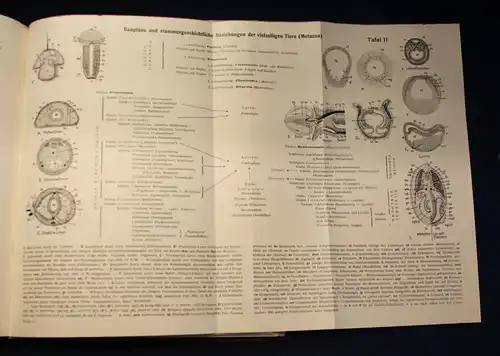 Bertalanffy Handbuch der Biologie Das Tier 1950 Band 5 & 6 Zoologie js