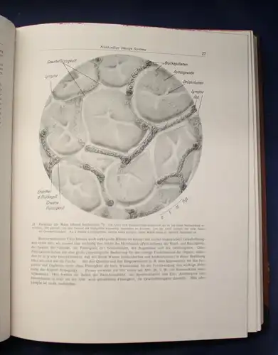 Bertalanffy Handbuch der Biologie Das Tier 1950 Band 5 & 6 Zoologie js