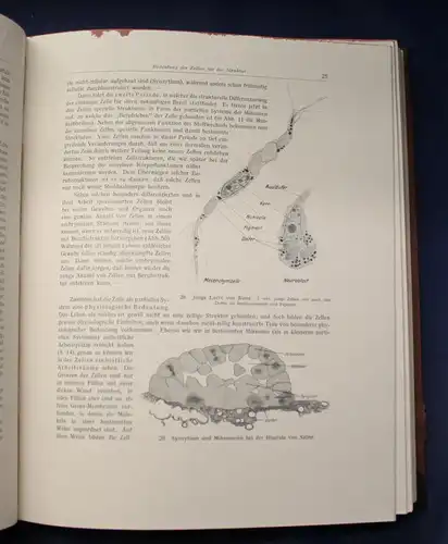 Bertalanffy Handbuch der Biologie Das Tier 1950 Band 5 & 6 Zoologie js