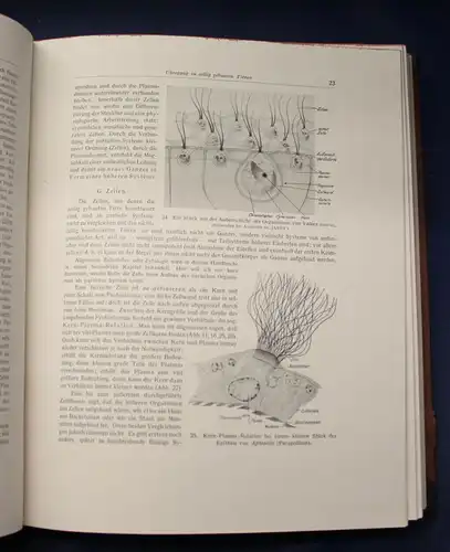 Bertalanffy Handbuch der Biologie Das Tier 1950 Band 5 & 6 Zoologie js