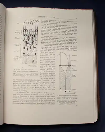 Bertalanffy Handbuch der Biologie Das Tier 1950 Band 5 & 6 Zoologie js