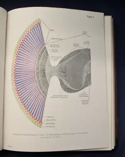 Bertalanffy Handbuch der Biologie Das Tier 1950 Band 5 & 6 Zoologie js