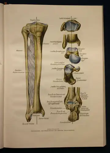 Marquardt Die theoretischen Grundlagen der Orthopädie-Schuhmacherei 1951 sf