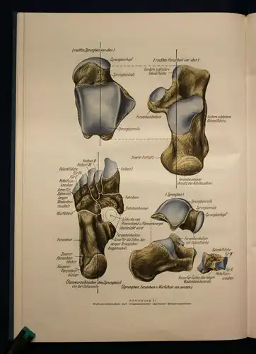 Marquardt Die theoretischen Grundlagen der Orthopädie-Schuhmacherei 1951 sf