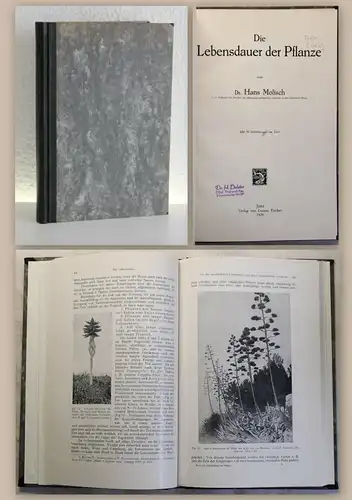 Molisch Die Lebensdauer der Pflanze 1929 Naturwissenschaften Biologie xz
