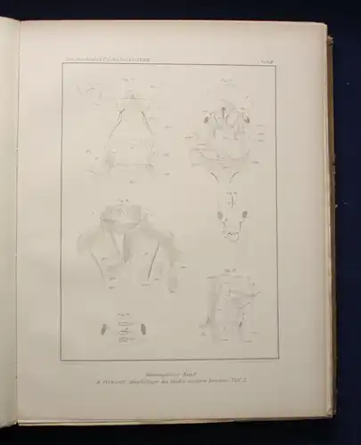 Fritsch Nova Acta Abhandlungen der Naturforscher 1905 84. Band Leopoldina js