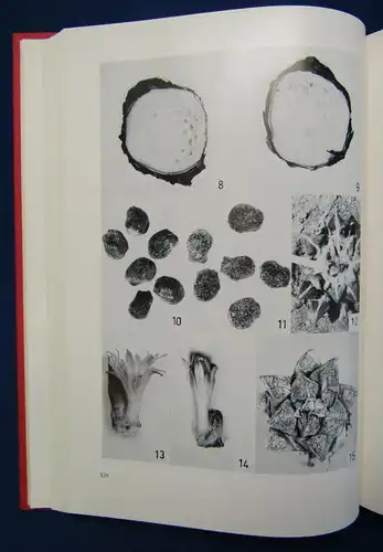 Kakteen und andere Sukkulenten Jahrgang 12, 1961 Pflanzenkunde Botanik js