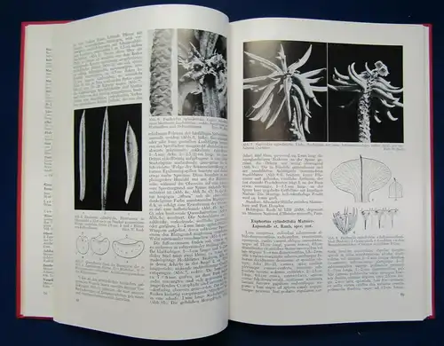 Kakteen und andere Sukkulenten Jahrgang 12, 1961 Pflanzenkunde Botanik js