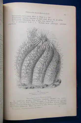 Gesamtbeschreibung der Kakteen 2 Teile in 1 Bd 1903 Botanik Pflanzenkunde js