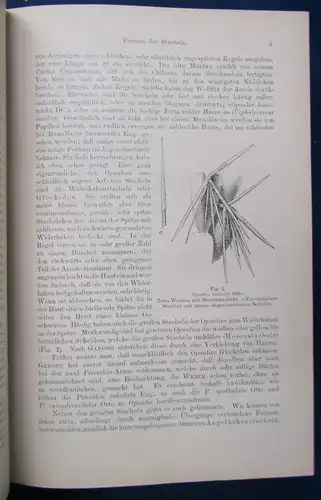 Gesamtbeschreibung der Kakteen 2 Teile in 1 Bd 1903 Botanik Pflanzenkunde js