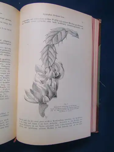 Gesamtbeschreibung der Kakteen 2 Teile in 1 Bd 1903 Botanik Pflanzenkunde js