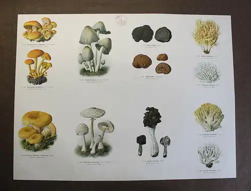 Große Tafel Pilze Trüffel Ziegenbart Händlinge um 1920 ca.65x48 cm Mykologie xz