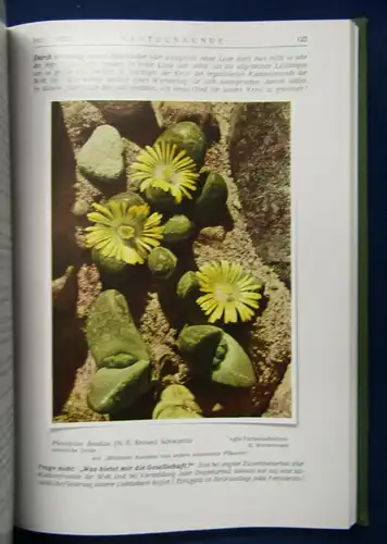 Kakteenkunde Jahrgang 1936 Heft 1- 12 Natur Wissen  Botanik Pflanzenkunde js