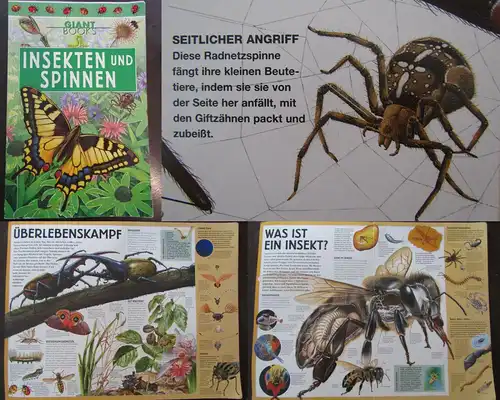 Giant Books Insekten und Spinnen 2004 Folioausgabe Natur Wissen Biologie js