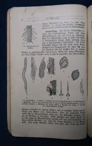 Prieß Tierkunde für landwirtschaftliche Schulen 1928 Biologie Zoologie Tiere  js