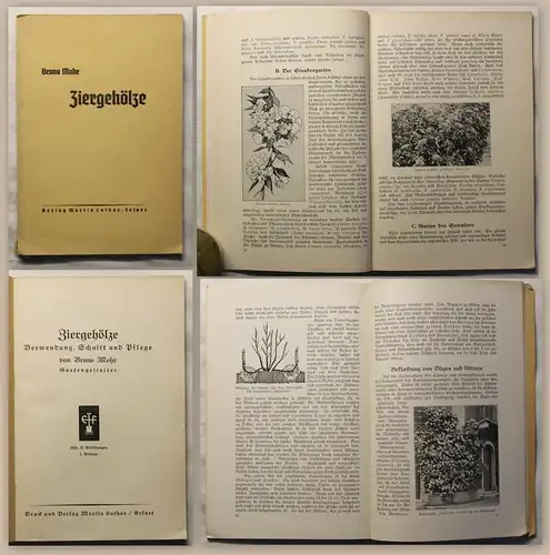 Mohr Ziergehölze Verwendung Schnitt und Pfelge 1939 Dendrologie Botanik  xz