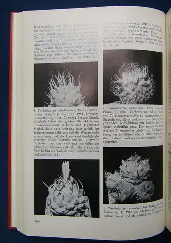 Kakteen und andere Sukkulenten 23. Jahrgang 1972 Natur Botanik Pflanzen sf