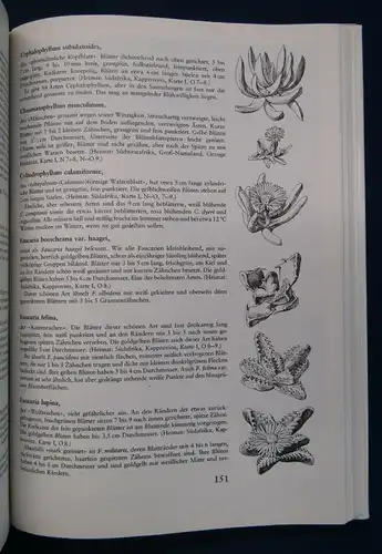 Schöne Kakteen richtig pflegen, Das praktische Kakteenbuch, Ratschläge 1983 js