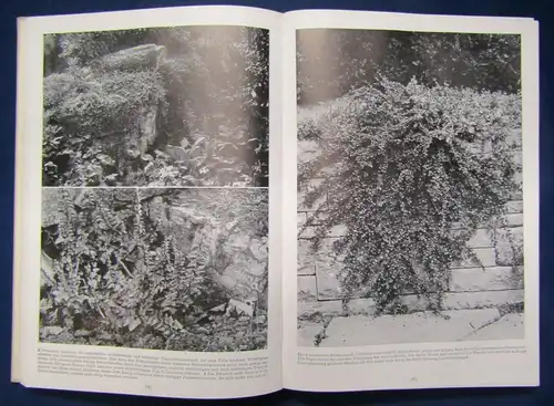 Richter 2 Blumenbücher Der Steingarten, Blüten aus Tropenfernen 1954 js