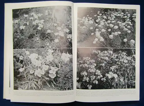 Richter 2 Blumenbücher Der Steingarten, Blüten aus Tropenfernen 1954 js