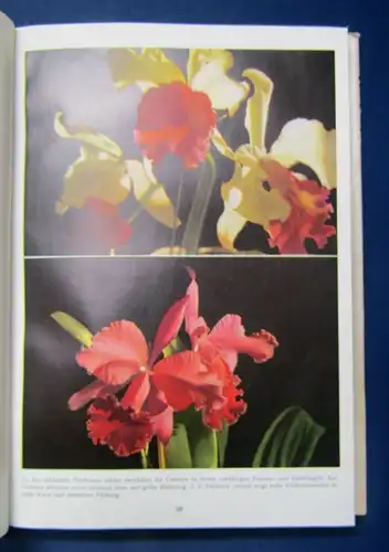 Richter 2 Blumenbücher Der Steingarten, Blüten aus Tropenfernen 1954 js