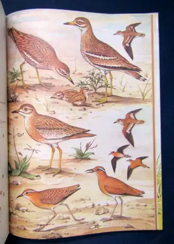 Makatsch Die Limikolen Europas 1981 Ornithologie Vogelkunde Natur Wissen sf