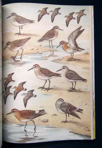 Makatsch Die Limikolen Europas 1981 Ornithologie Vogelkunde Natur Wissen sf